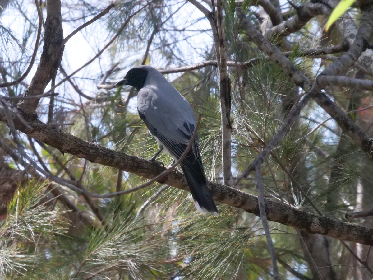 Black-faced Cuckooshrike - ML643813450