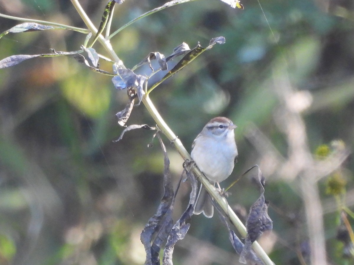 Chipping Sparrow - ML643813461