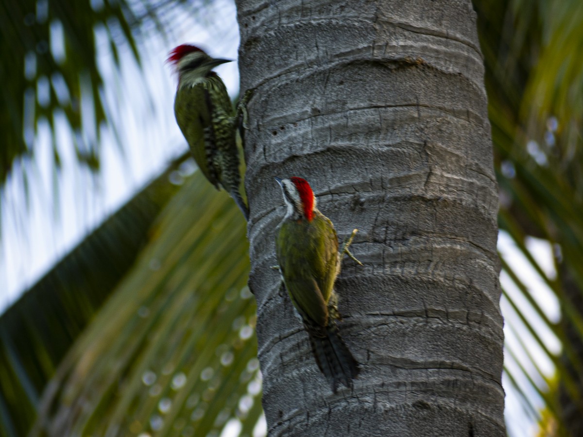 Cuban Green Woodpecker - ML643813465