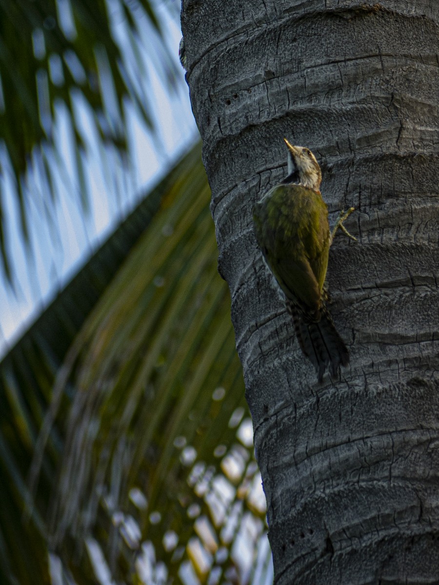 Cuban Green Woodpecker - ML643813476