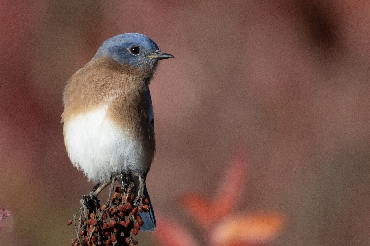 Eastern Bluebird - ML643813481