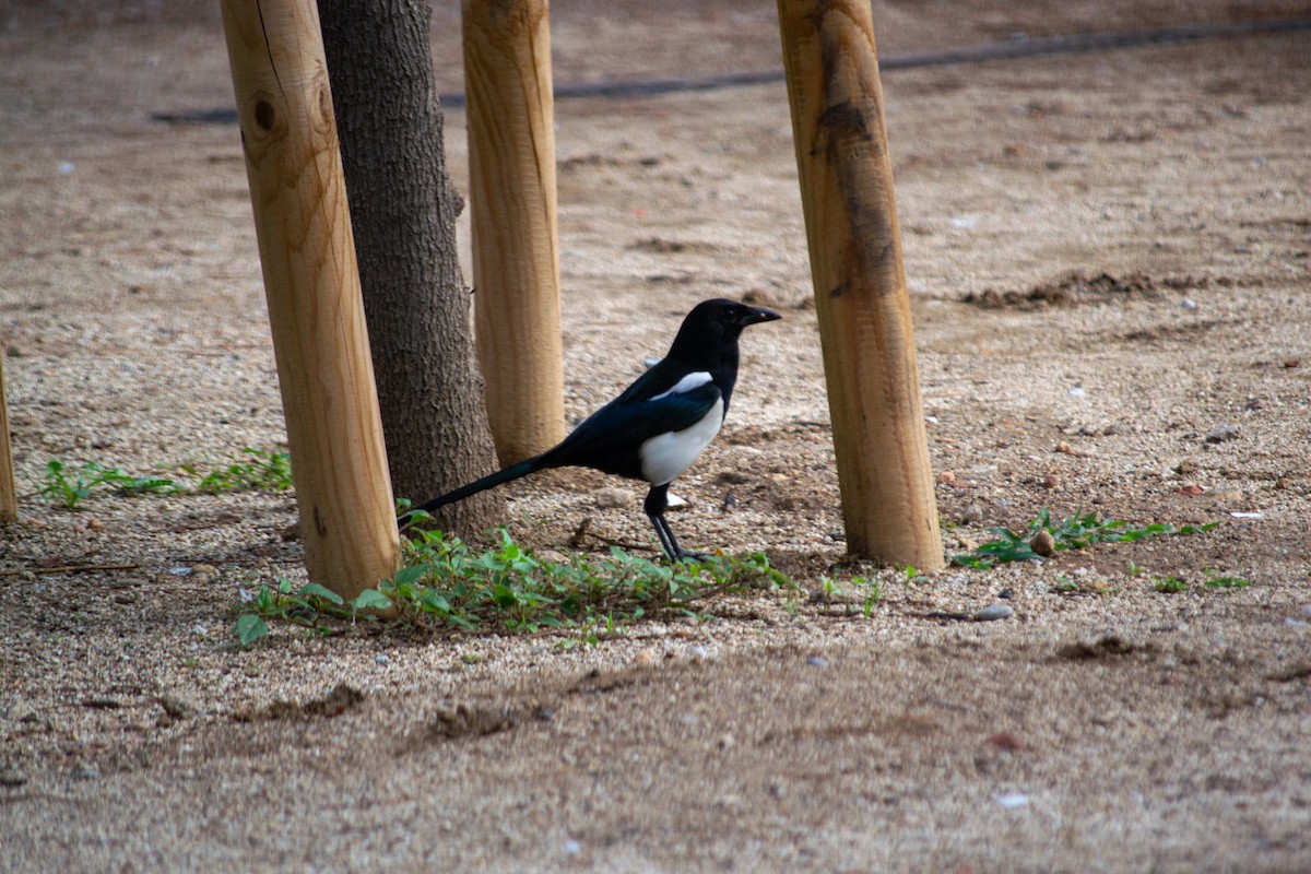 Eurasian Magpie - ML643813482