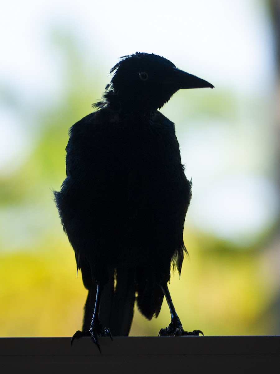 Greater Antillean Grackle - ML643813486