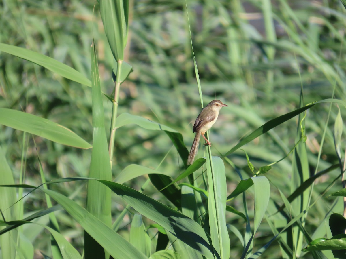 Plain Prinia - ML643813496