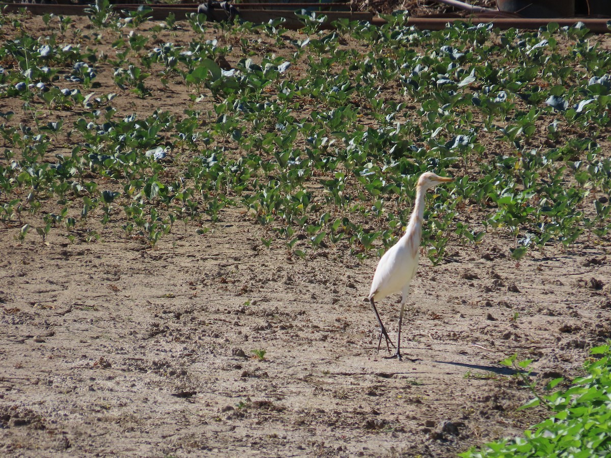 アマサギ - ML643813503