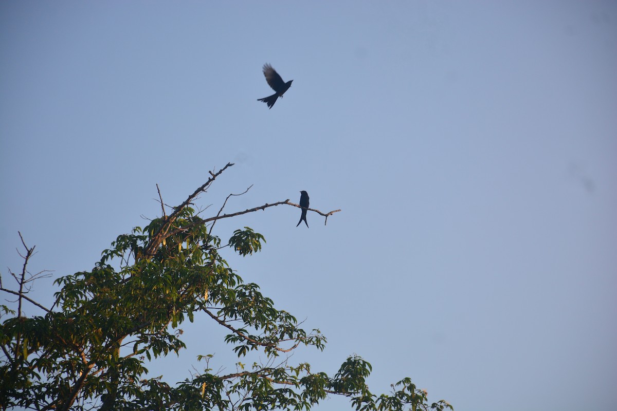Black Drongo - ML643813514