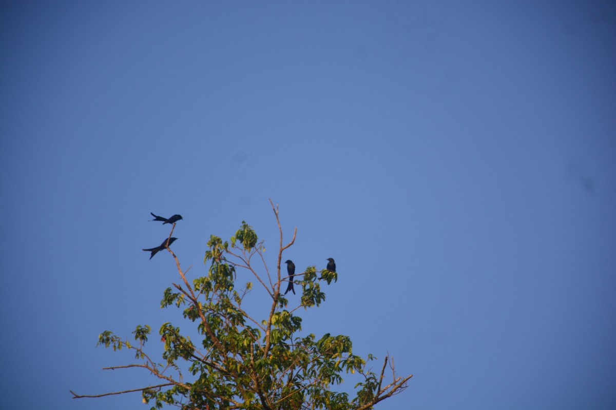 Black Drongo - ML643813515
