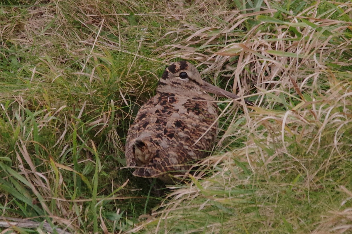 Eurasian Woodcock - ML643813542