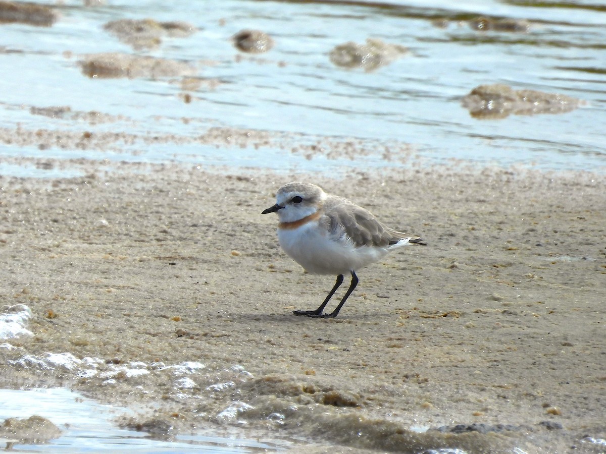 Chestnut-banded Plover - ML643813555