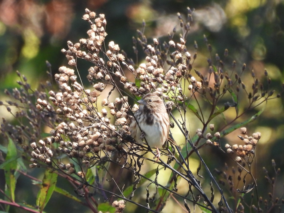 Song Sparrow - ML643813556