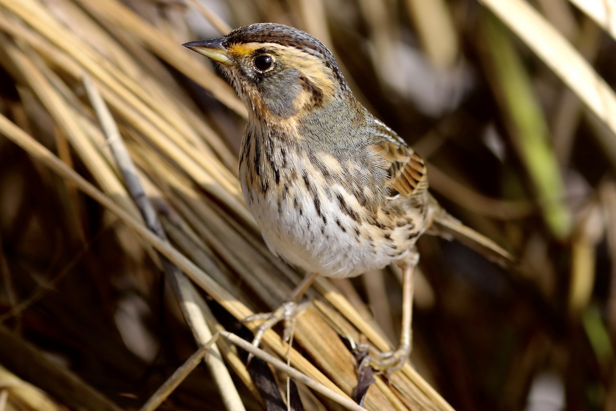 Saltmarsh Sparrow - ML643813580