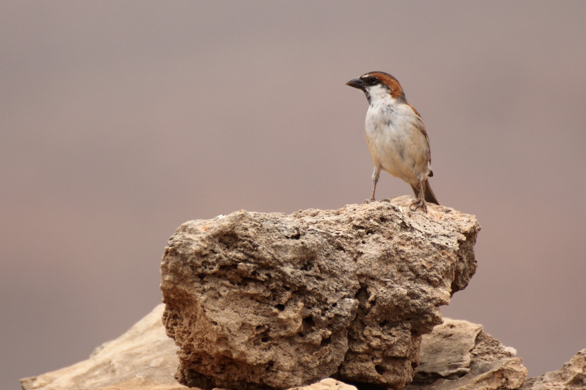 Cape Verde Sparrow - ML643813582