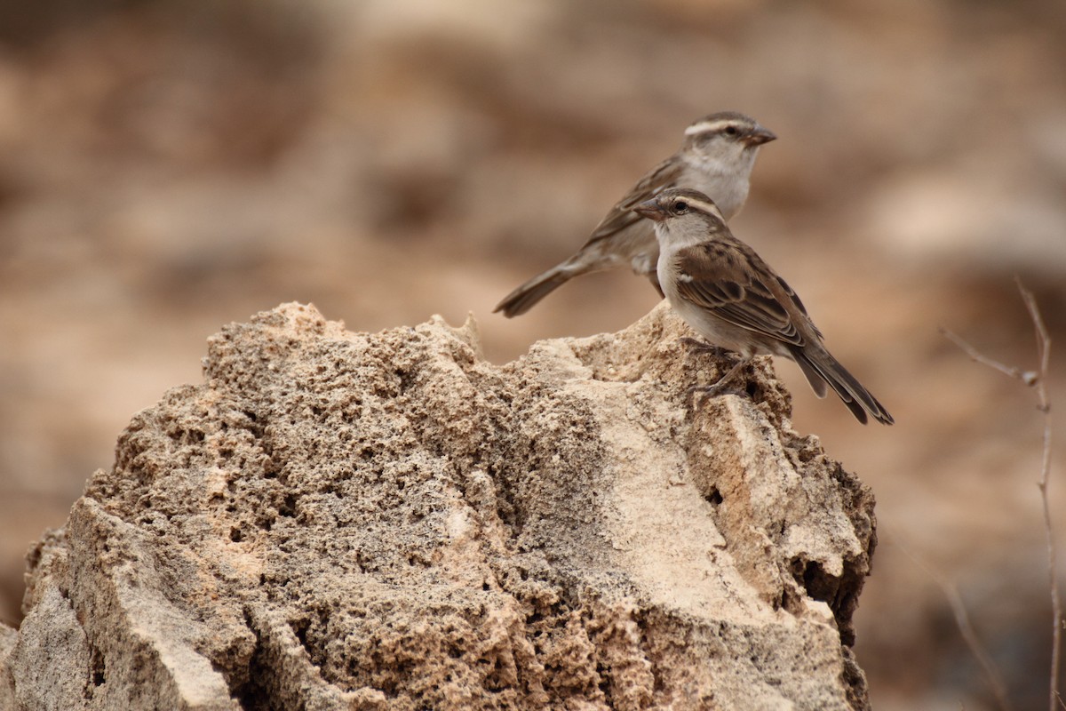 Cape Verde Sparrow - ML643813583