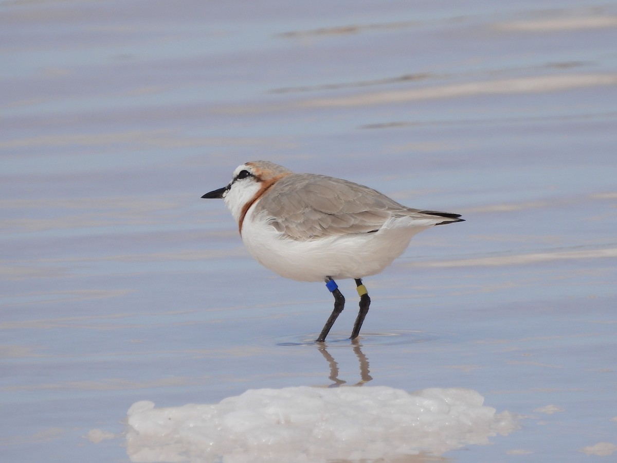Chestnut-banded Plover - ML643813591