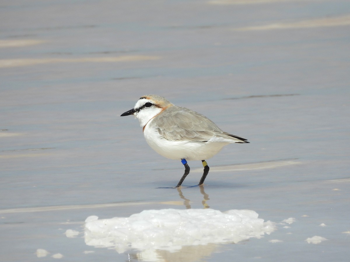 Chestnut-banded Plover - ML643813592