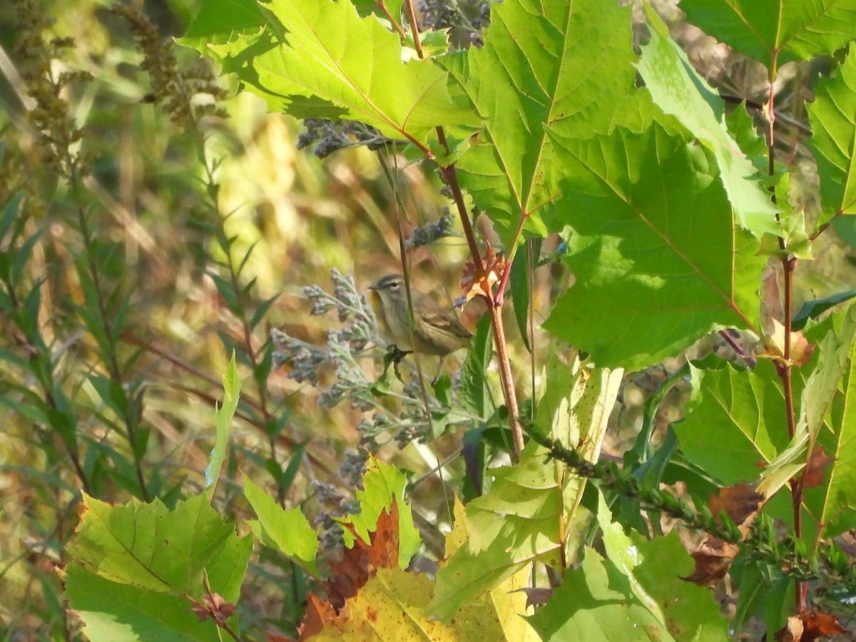 Palm Warbler - ML643813614