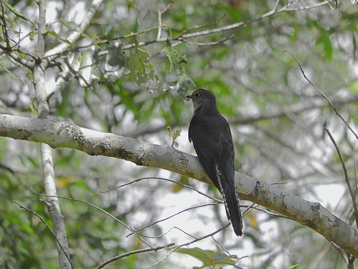 Fan-tailed Cuckoo - ML643813625