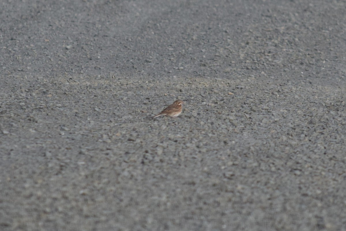 Vesper Sparrow - ML643813626