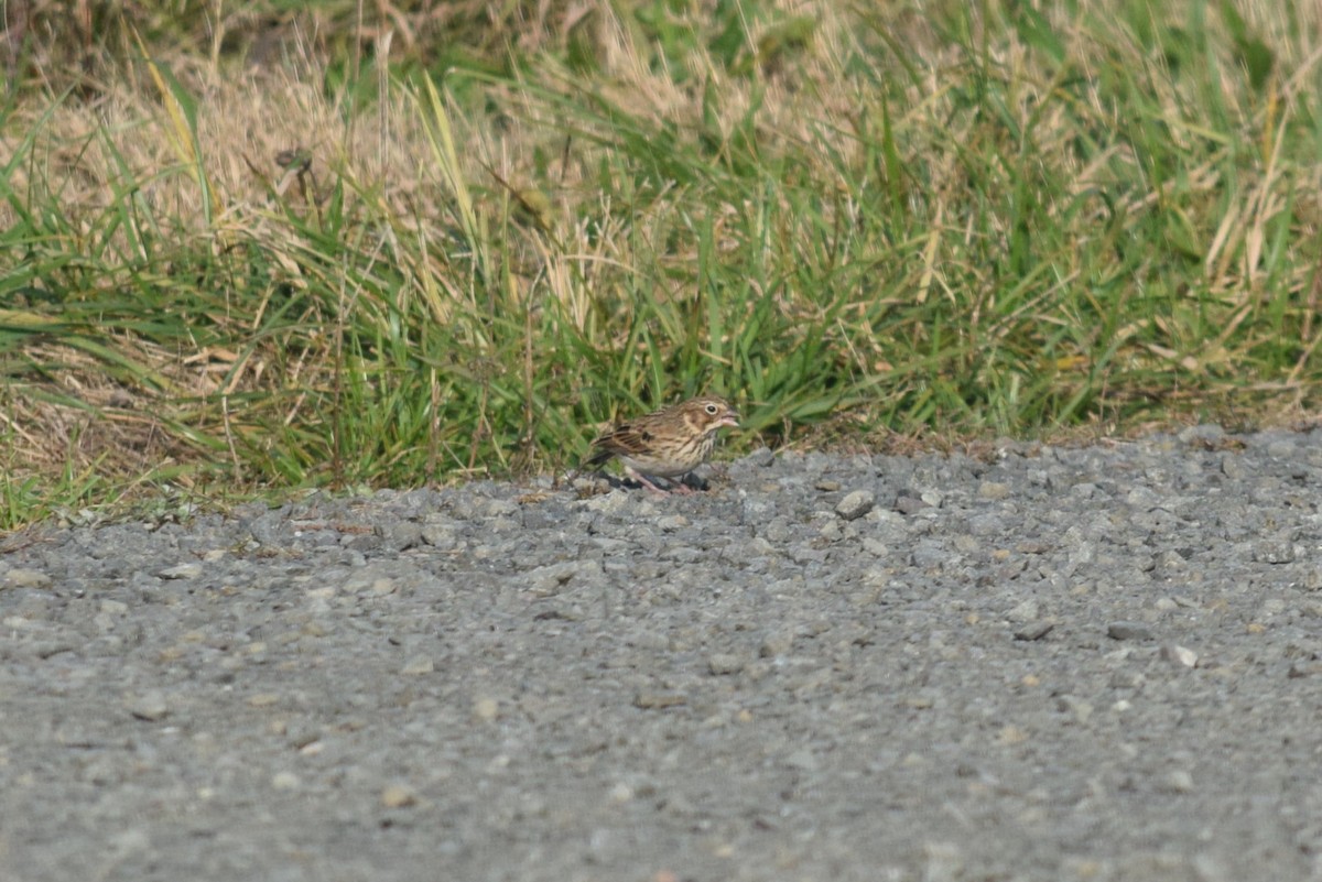 Vesper Sparrow - ML643813627