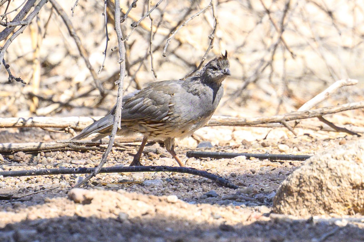Gambel's Quail - ML643813632