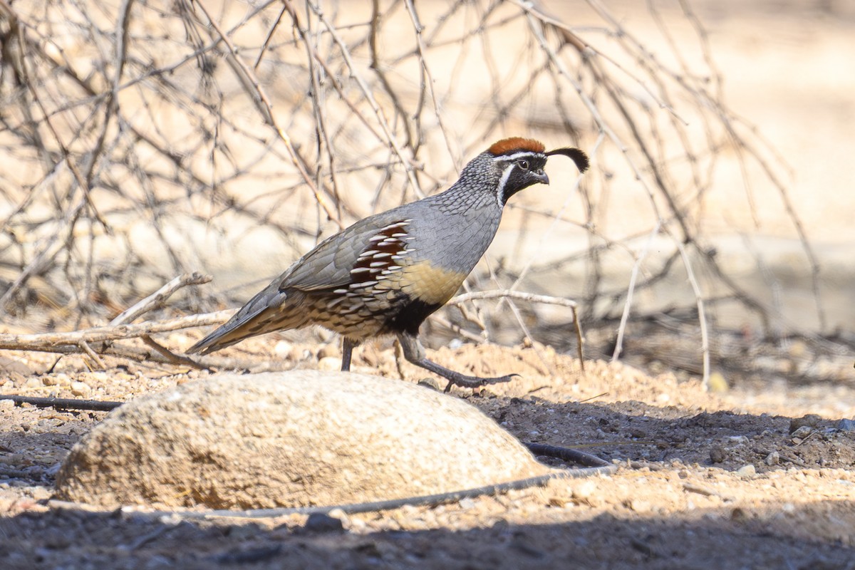 Gambel's Quail - ML643813633
