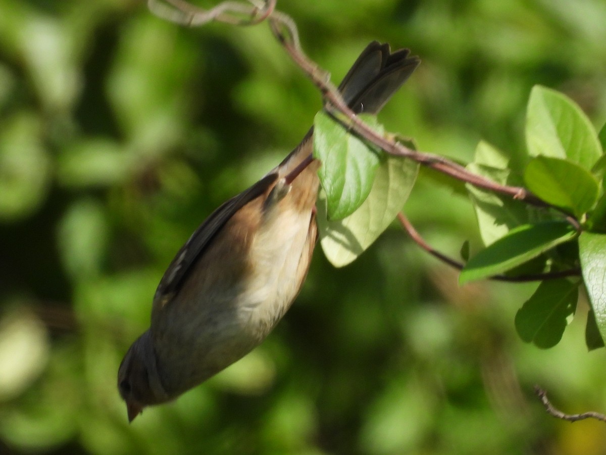 White-crowned Sparrow - ML643813636