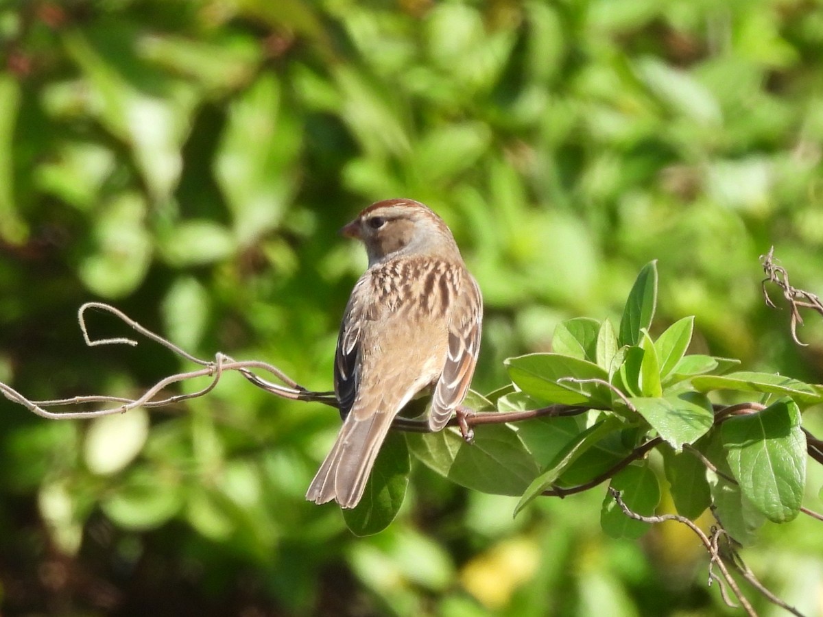 White-crowned Sparrow - ML643813637