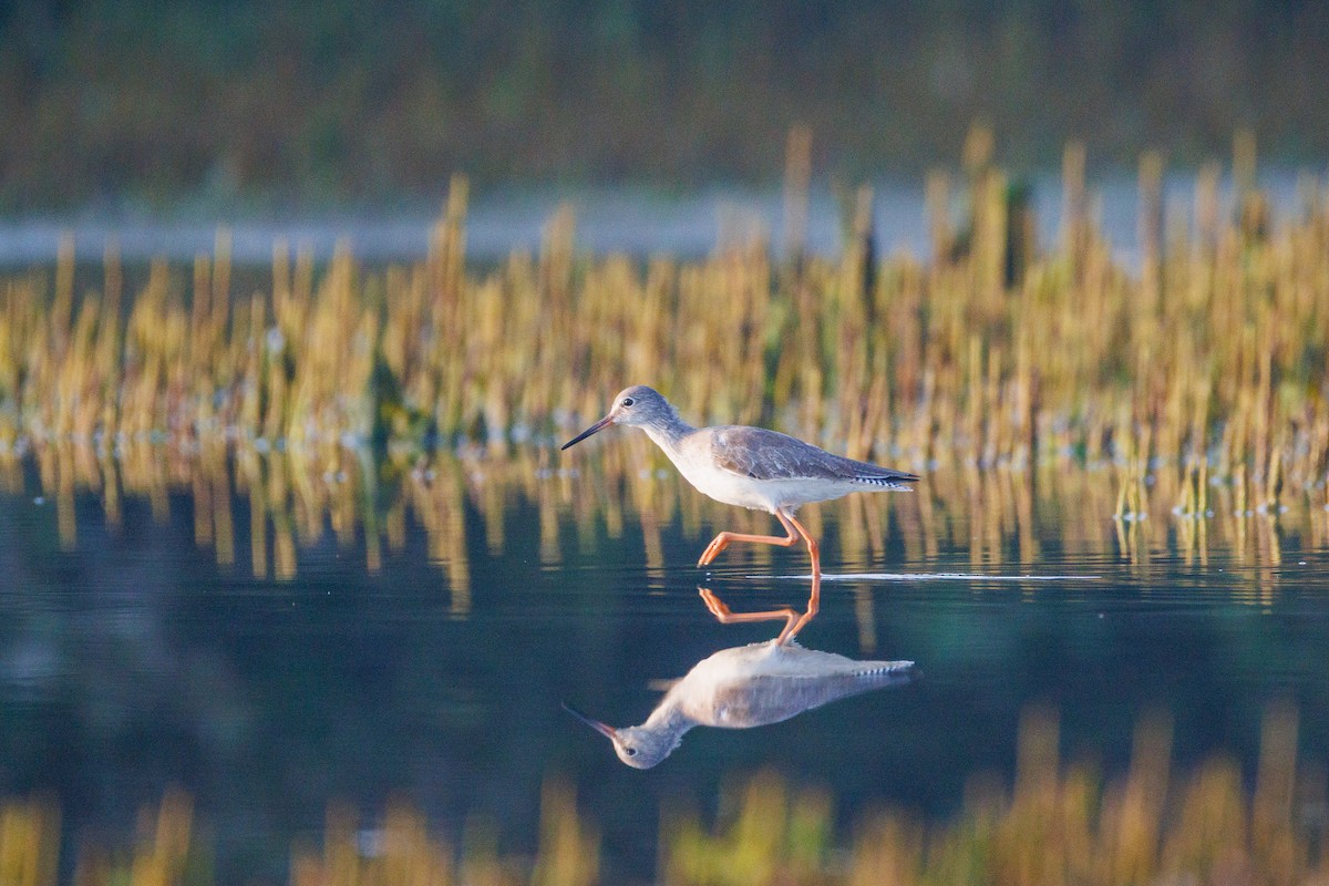 Common Redshank - ML643813640