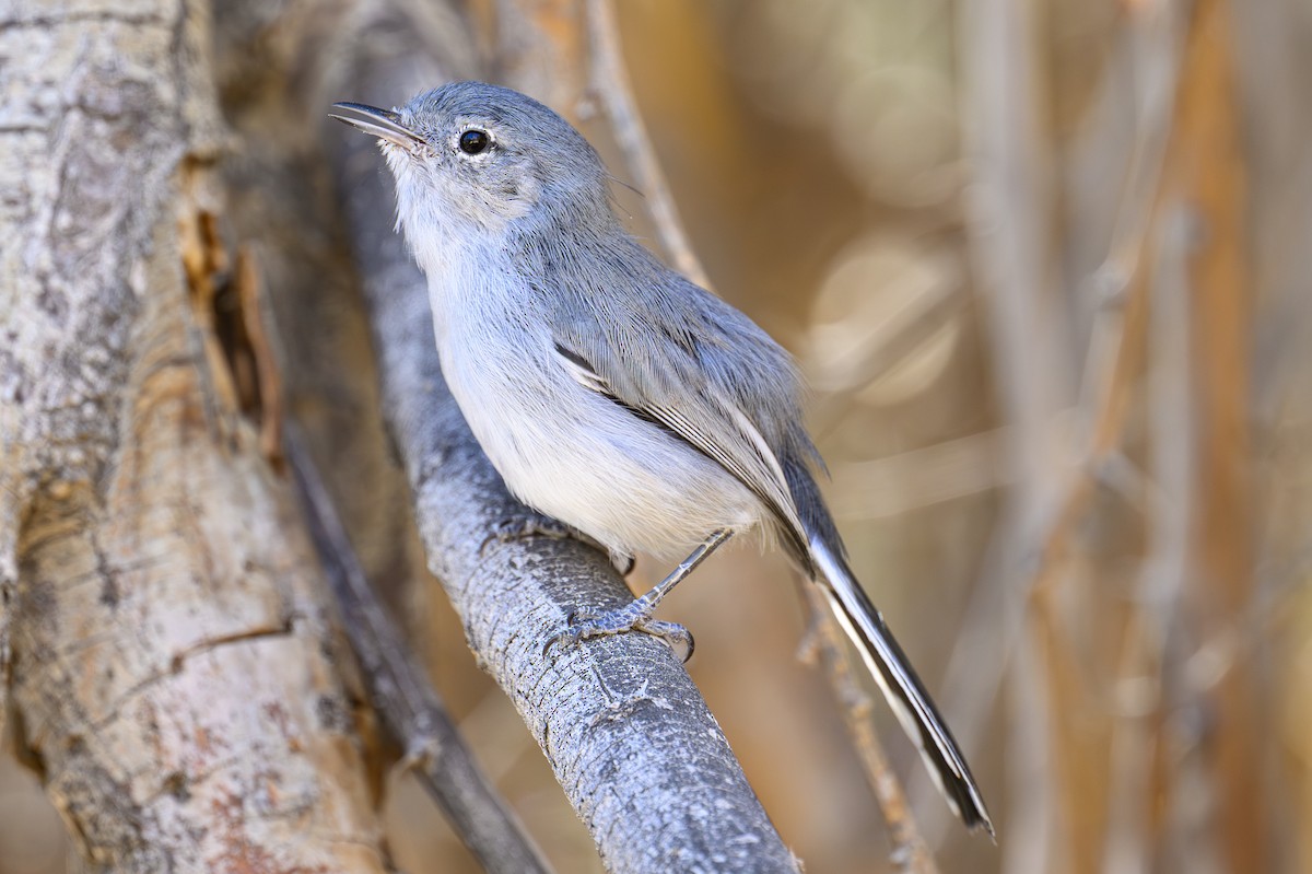 Black-tailed Gnatcatcher - ML643813645