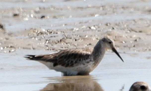 Great Knot - ML643813650