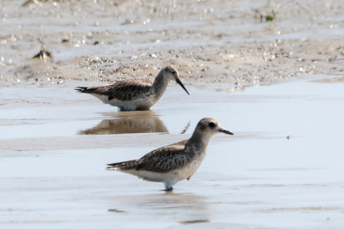 Great Knot - ML643813651