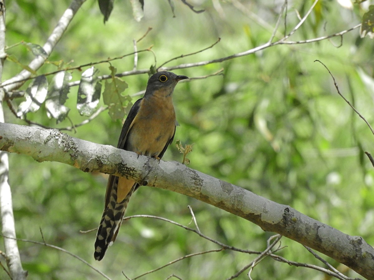 Fan-tailed Cuckoo - ML643813653