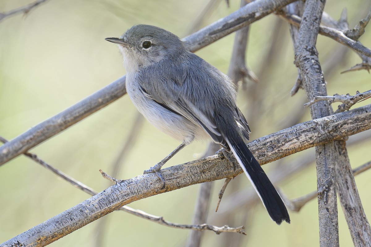 Black-tailed Gnatcatcher - ML643813655