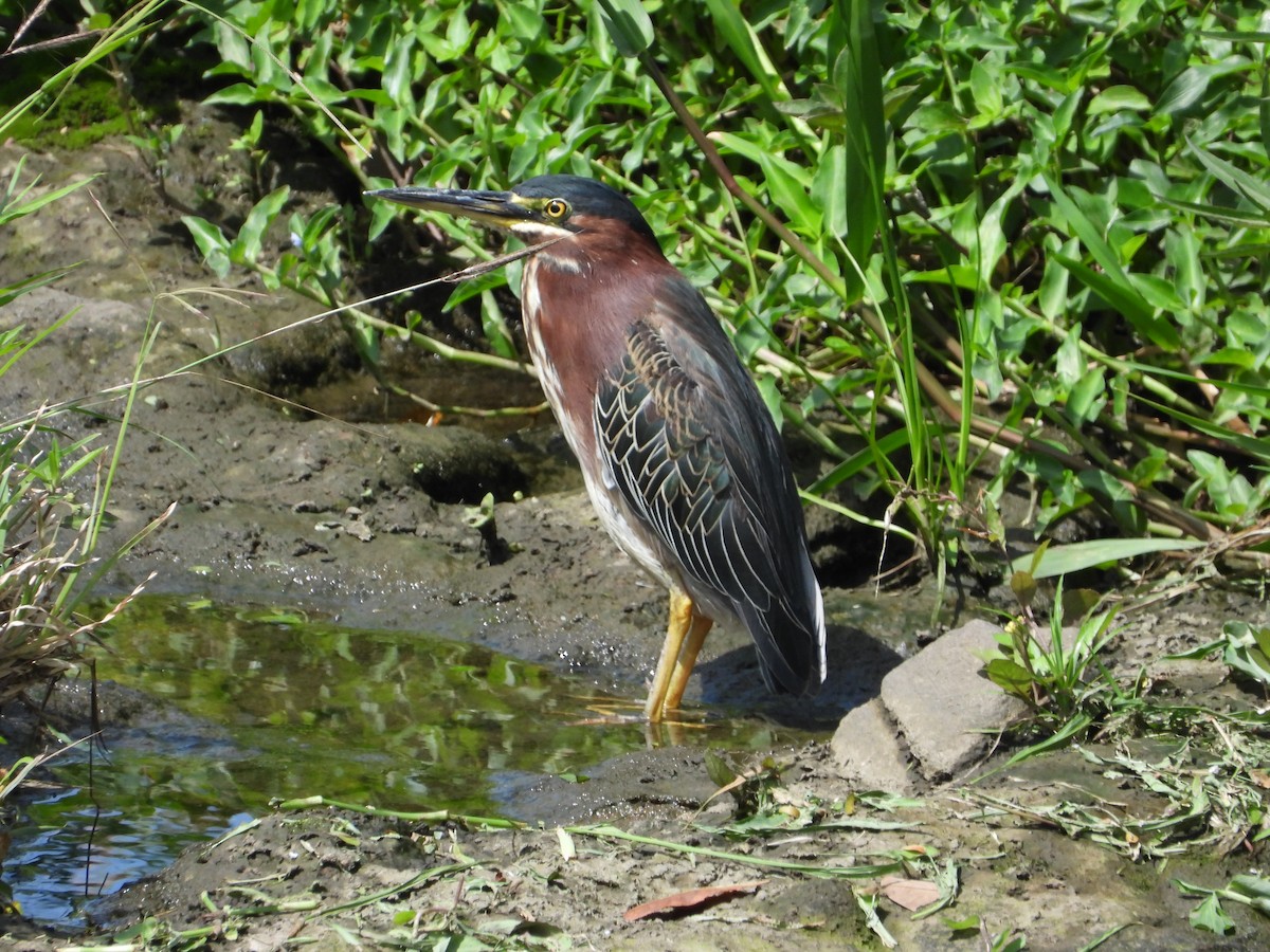 Green Heron - ML643813661