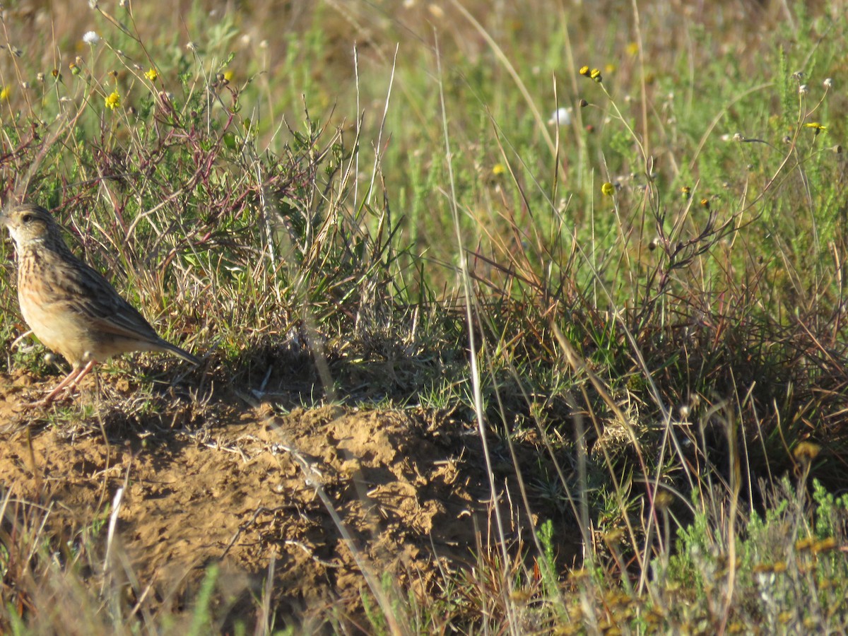 Rufous-naped Lark - ML643813665