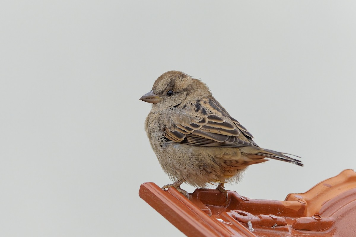House Sparrow - ML643813669
