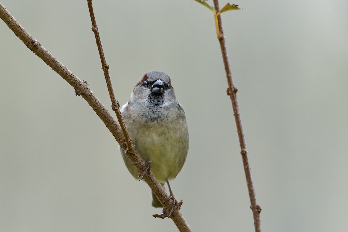 House Sparrow - ML643813670