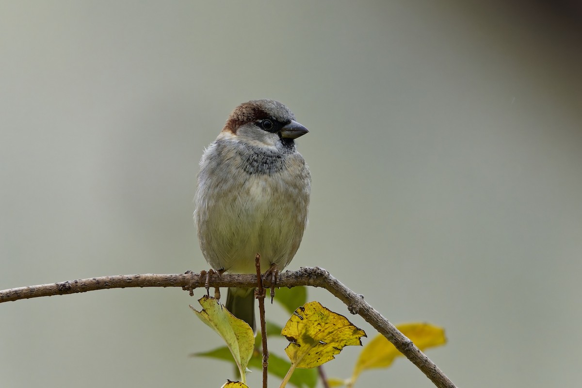 House Sparrow - ML643813671
