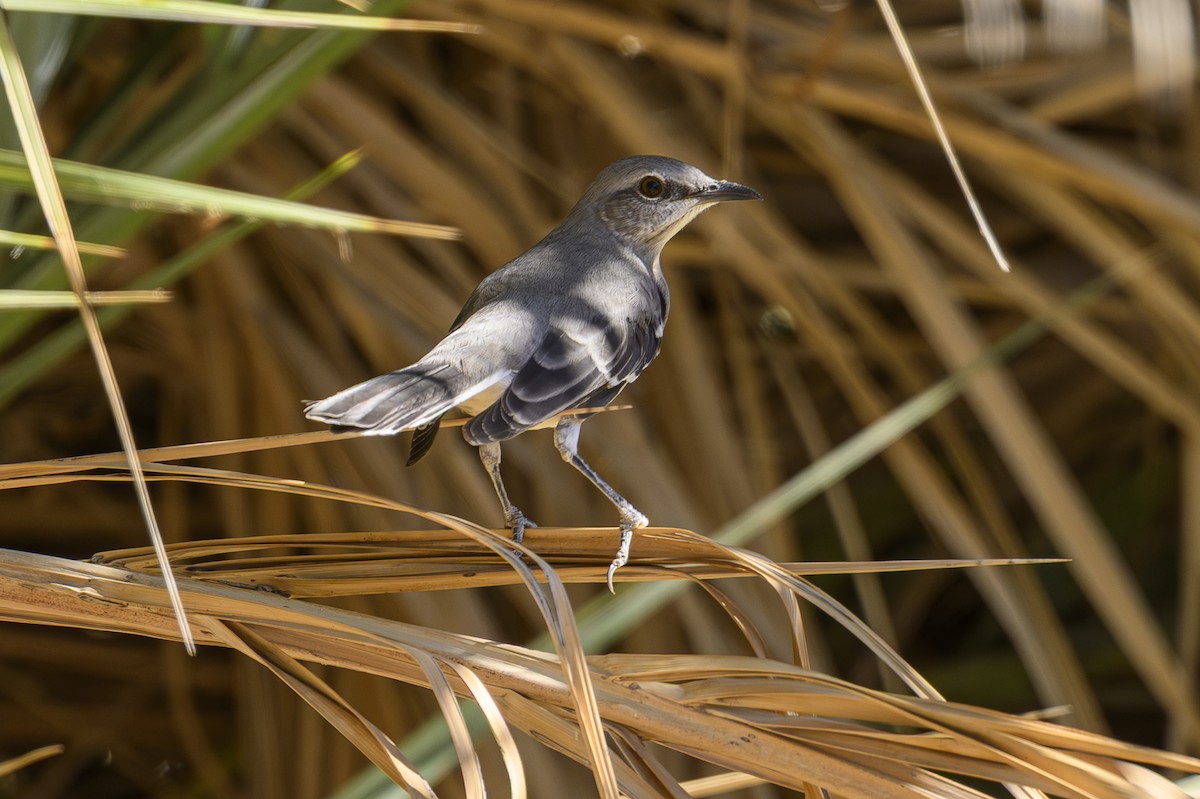 Northern Mockingbird - ML643813673
