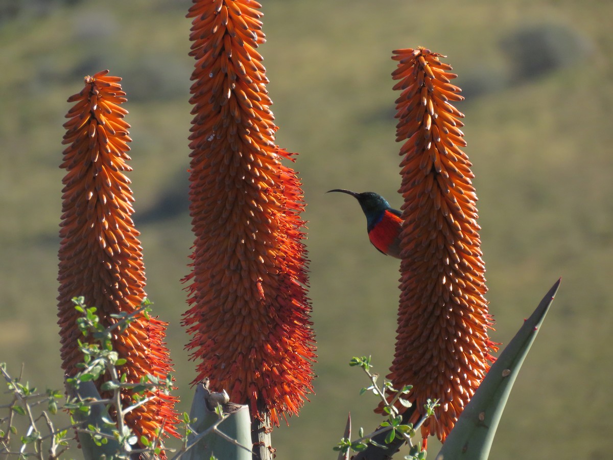 Greater Double-collared Sunbird - ML643813680