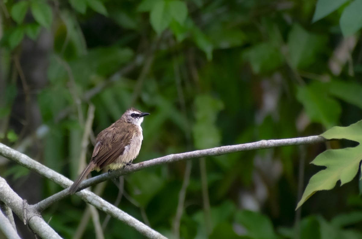 Yellow-vented Bulbul - ML643813691