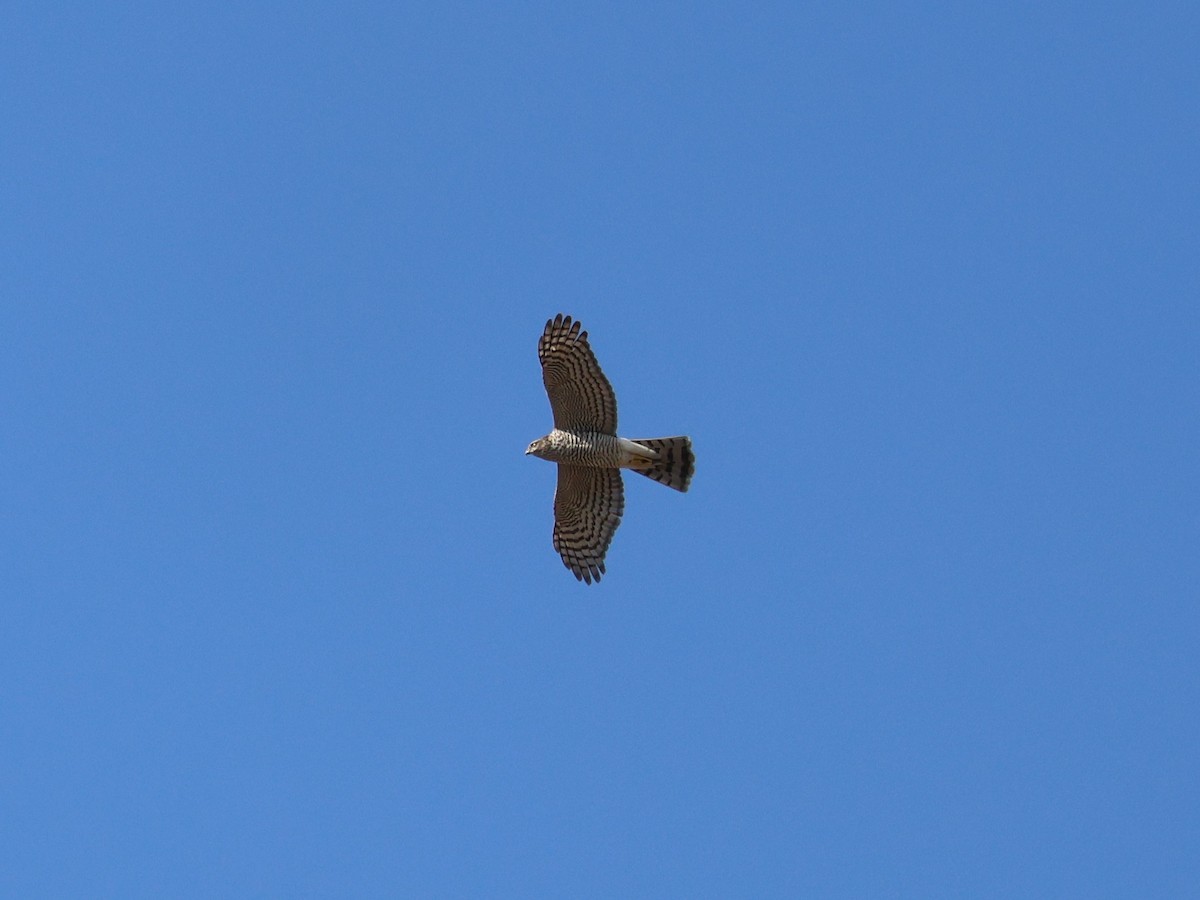 北雀鷹 - ML643813707