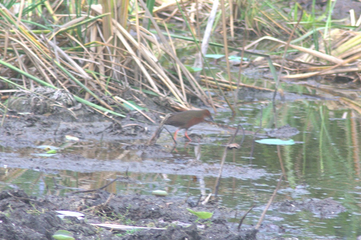 Zimtsumpfhuhn - ML643813721