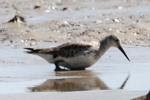Great Knot - ML643813725