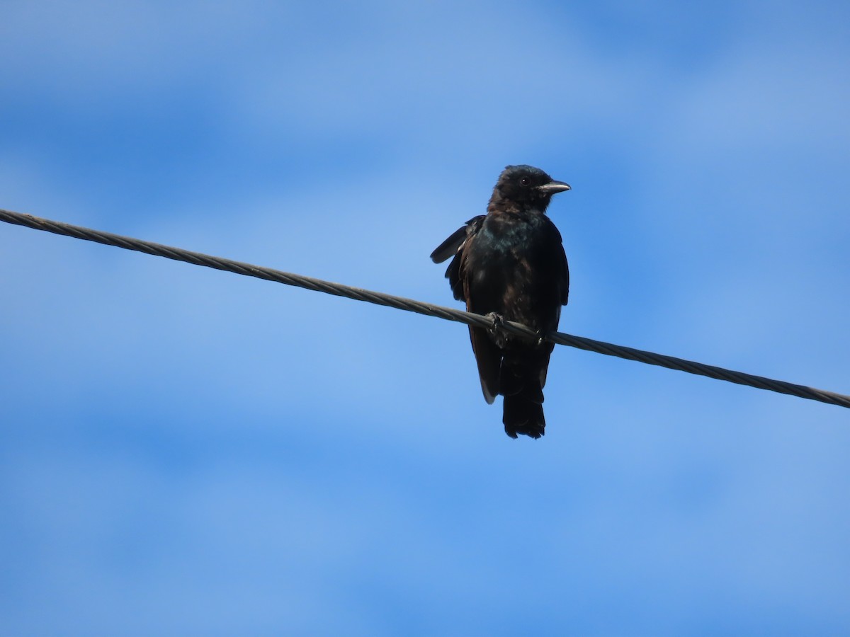 Black Drongo - ML643813726