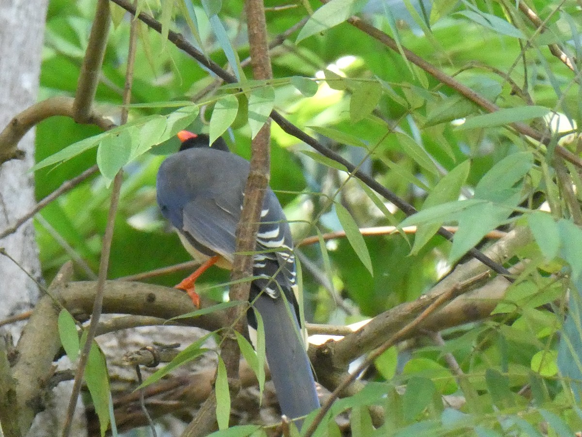Red-billed Blue-Magpie - ML643813727