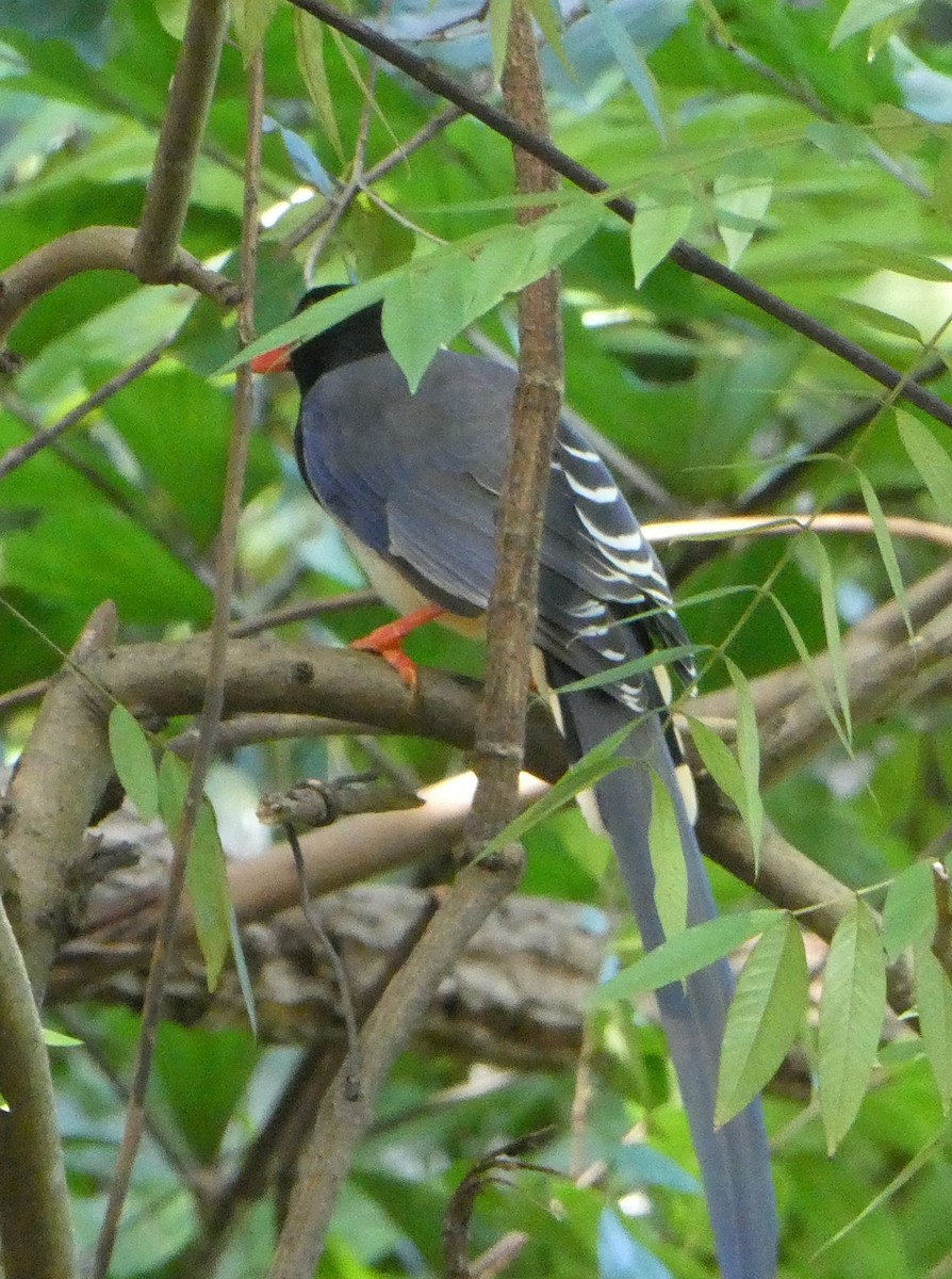 Red-billed Blue-Magpie - ML643813728