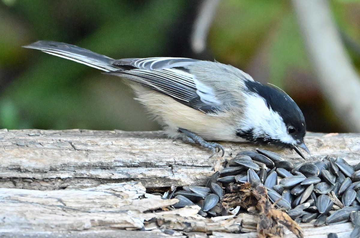 Black-capped Chickadee - ML643813742