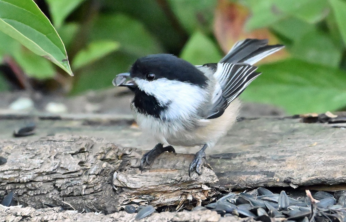 Black-capped Chickadee - ML643813750