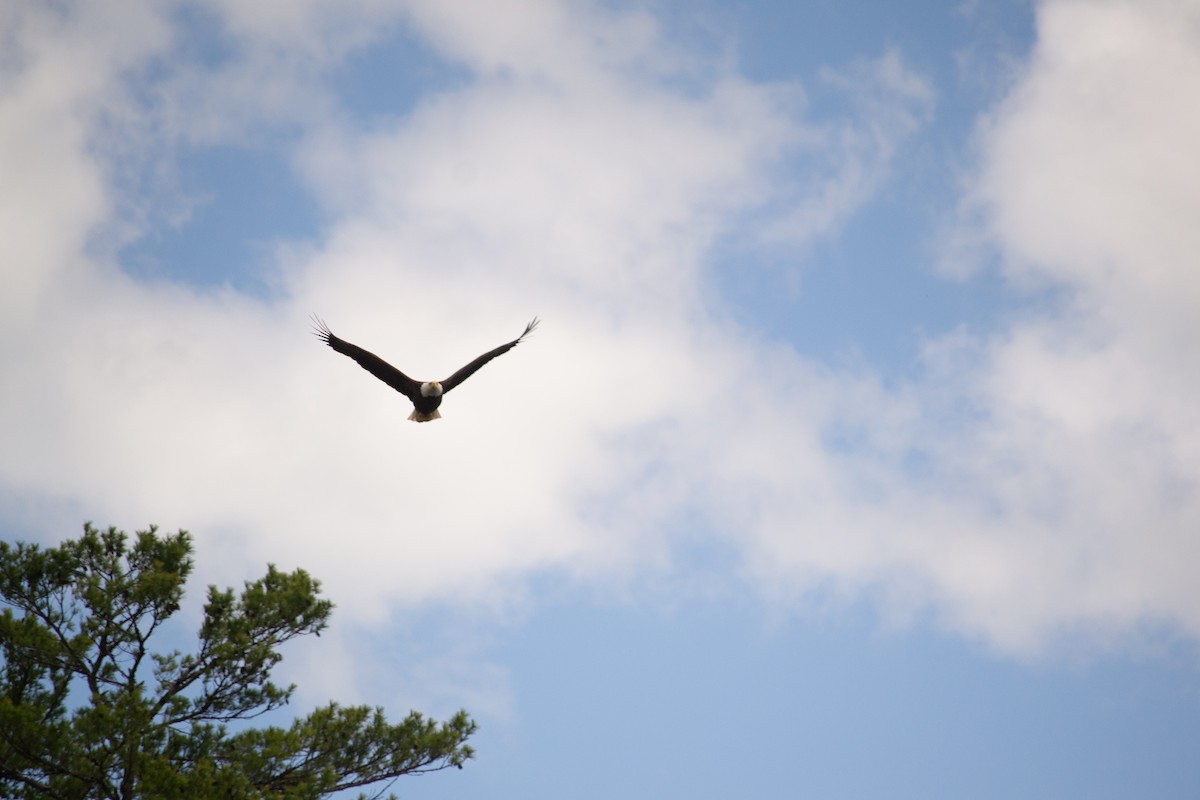 Pigargo Americano - ML643813754